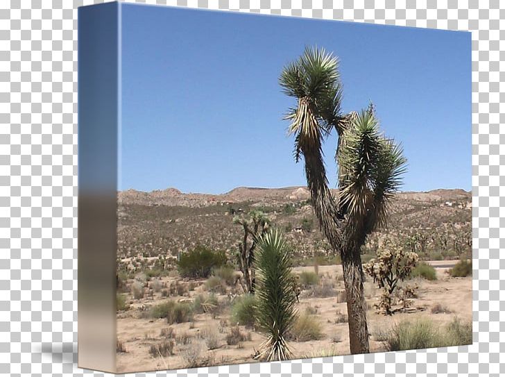 Desert Shrubland Arecaceae Ecoregion Vegetation PNG, Clipart, Aeolian Landform, Arecaceae, Arecales, Desert, Desert Landscape Free PNG Download