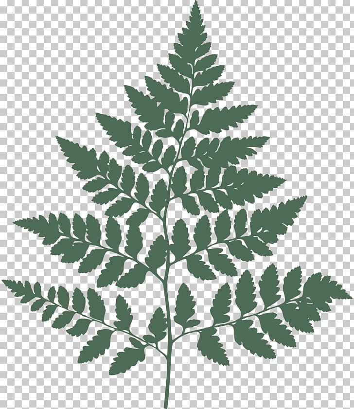Fern Wall Decal Botany PNG, Clipart, Art, Botanical Illustration, Botany, Canvas, Drawing Free PNG Download