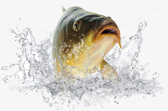 Fish In The Water PNG, Clipart, Bait, Bite, Carp, Carp Fish, Child Free PNG Download
