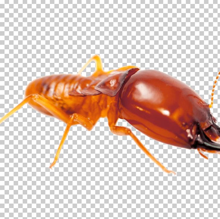 Pest Control Insect Fumigation Eastern Subterranean Termite PNG, Clipart, Animals, Arthropod, Bait, Bed Bug, Beetle Free PNG Download