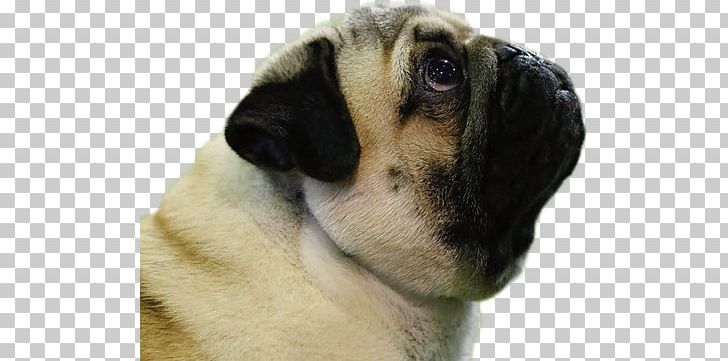 Pug Toy Bulldog Golden Retriever Dog Breed Puppy PNG, Clipart, American Kennel Club, Animals, Breed, Breeder, Canton Free PNG Download