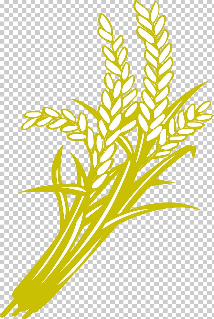 Rice Oryza Sativa Paddy Field Food Grain PNG, Clipart, Barley, Black And White, Branch, Brown Rice, Commodity Free PNG Download
