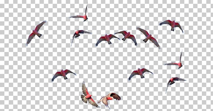 Water Bird Beak Flock PNG, Clipart, Animals, Beak, Bird, Flock, Water Bird Free PNG Download