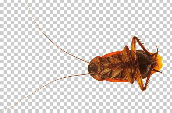 American Cockroach Insect Stock Photography Blattodea PNG, Clipart, Animals, Arthropod, Cockroach, German Cockroach, Invertebrate Free PNG Download