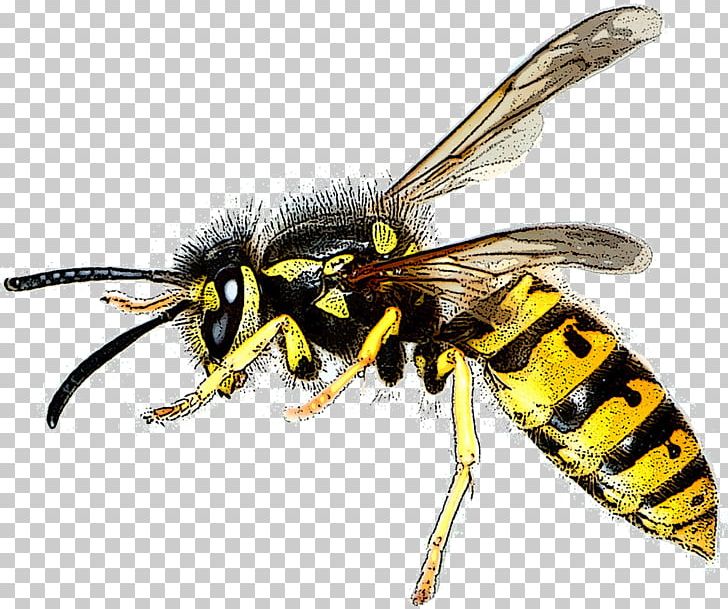 Bee Asian Hornet Wasp Hymenopterans Insect PNG, Clipart, Arthropod, Asian Hornet, Bee, Beehive, Common Wasp Free PNG Download