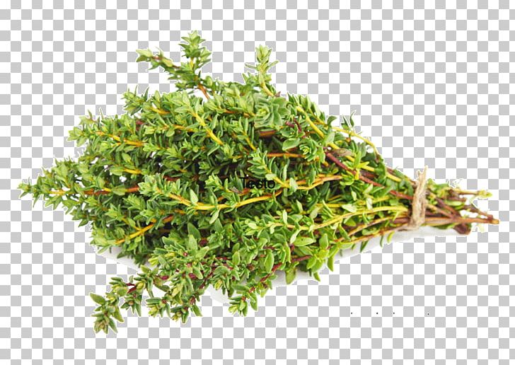 Dried Thyme Herb Spice Vegetable PNG, Clipart, Basil, Common Sage, Food Drying, Garden Thyme, Grass Free PNG Download