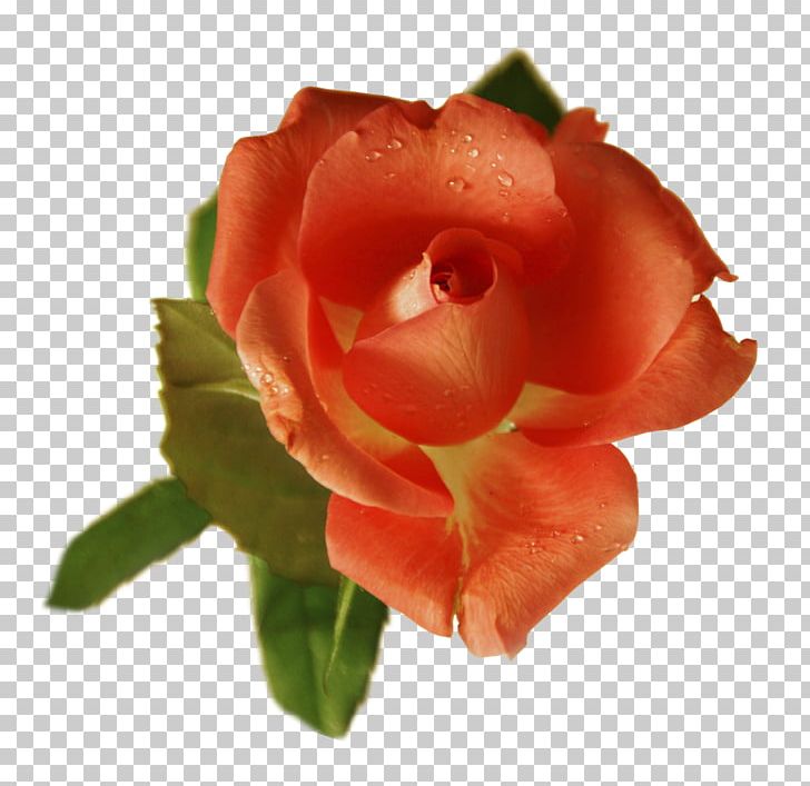 Flower Garden Roses Petal Centifolia Roses PNG, Clipart, Centifolia Roses, China Rose, Closeup, Cut Flowers, Floribunda Free PNG Download