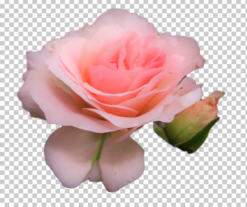 Garden Roses PNG, Clipart, Cabbage Rose, Cut Flowers, Floribunda, Flower, Garden Free PNG Download