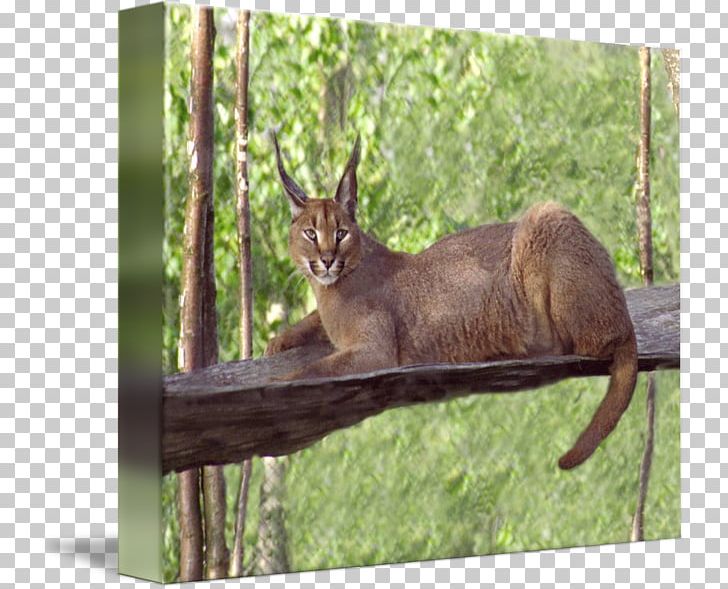 Elk Fauna Wildlife Tail PNG, Clipart, Deer, Elk, Fauna, Grass, Mammal Free PNG Download