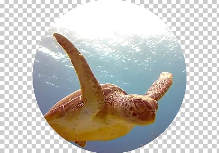 Ocean Block Puzzle Tower 3D Android Desktop Turtle PNG, Clipart, Android, Android Jelly Bean, Desktop Wallpaper, Google Play, Htc First Free PNG Download