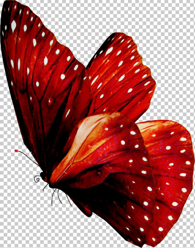 Butterfly Red Moths And Butterflies Insect Pollinator PNG, Clipart, Anthurium, Brushfooted Butterfly, Butterfly, Insect, Moths And Butterflies Free PNG Download