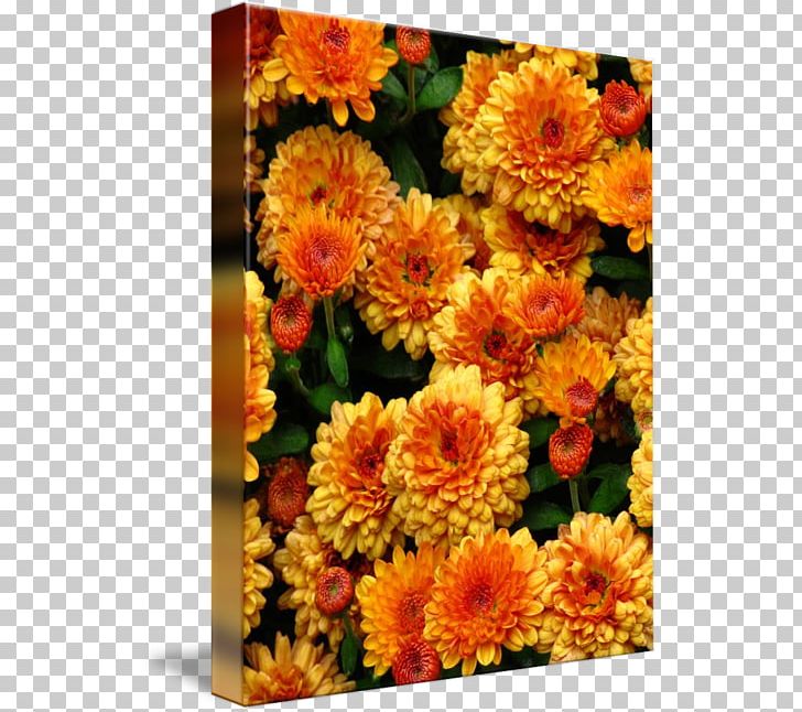 Chrysanthemum Cut Flowers Kind Transvaal Daisy Art PNG, Clipart, Annual Plant, Art, Calendula, Canvas, Chrysanthemum Free PNG Download