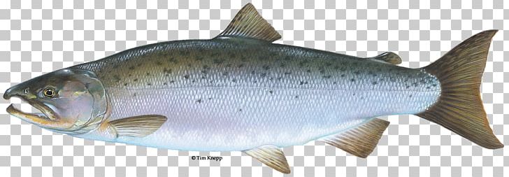 Coho Salmon Chinook Salmon Rainbow Trout Brook Trout PNG, Clipart, Animal Figure, Atlantic Salmon, Brown Trout, Coho, Cutthroat Trout Free PNG Download