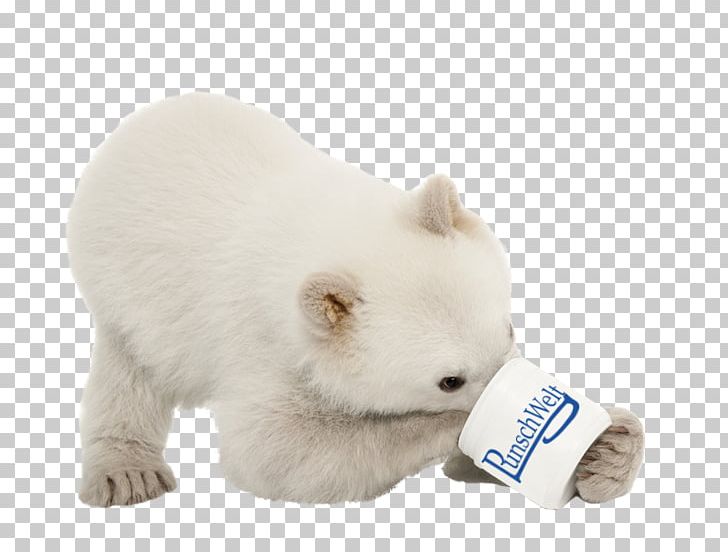 Polar Bear Puppy Stock Photography Dog PNG, Clipart, 123rf, Animals, Bear, Bears, Carnivoran Free PNG Download