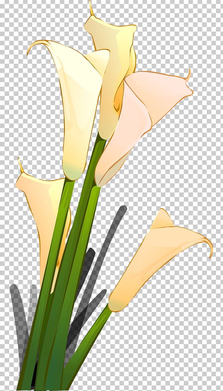 Floral Design PNG, Clipart, Animaatio, Arum, Avatar, Cartoon, Cut Flowers Free PNG Download