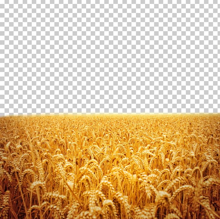 Sunset Stock Photography Fukei PNG, Clipart, Agriculture, Beauty, Beauty Salon, Cereal, Commodity Free PNG Download