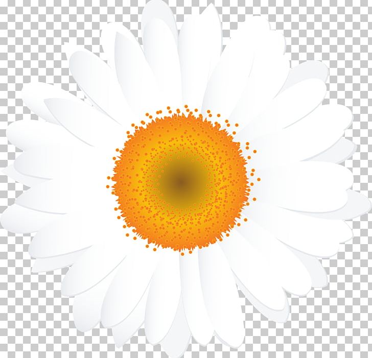 Flower Encapsulated PostScript PNG, Clipart, Camomile, Cdr, Chrysanths, Circle, Closeup Free PNG Download