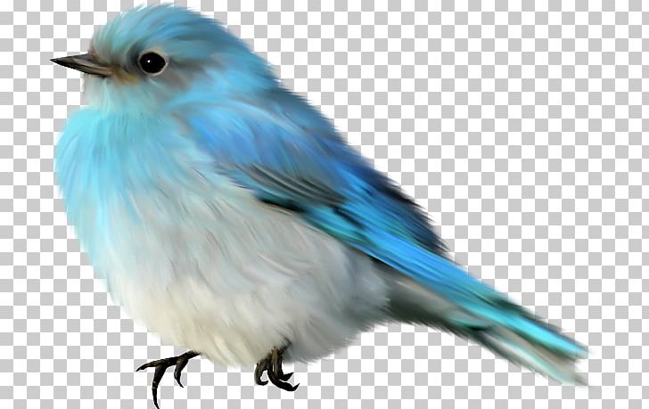 Lovebird Finches Passerine PNG, Clipart, Animals, Beak, Bird, Bluebird, Bluebirds Free PNG Download