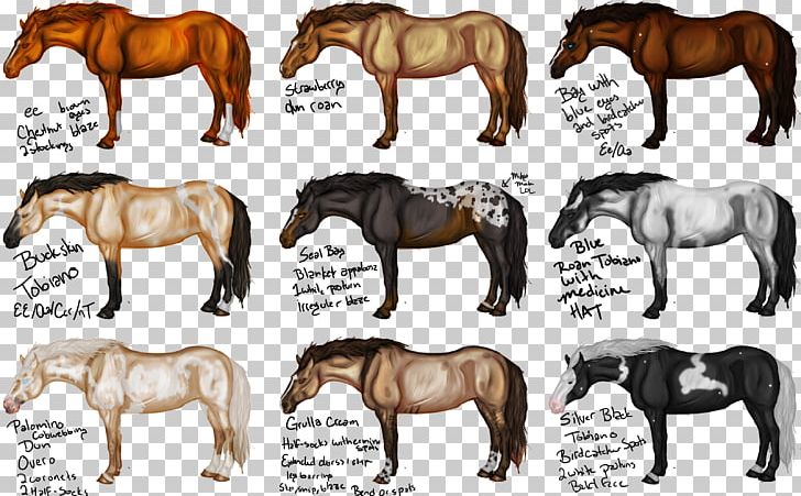 Icelandic Horse Shire Horse Arabian Horse Gypsy Horse Rocky Mountain Horse PNG, Clipart, Breed, Bridle, Buckskin, Colt, Draft Horse Free PNG Download