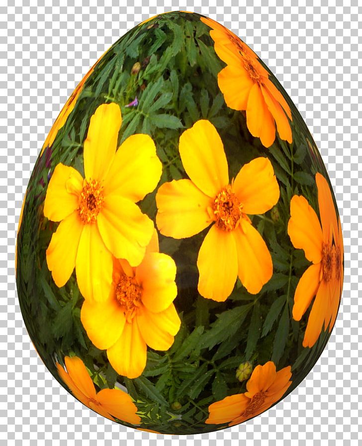 Winter Squash Cucurbita PNG, Clipart, Cucurbita, Easter, Egg, Egg Flowers, Flower Free PNG Download