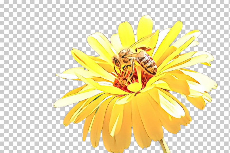 Yellow Flower Petal English Marigold Plant PNG, Clipart, Calendula, Daisy Family, English Marigold, Flower, Petal Free PNG Download