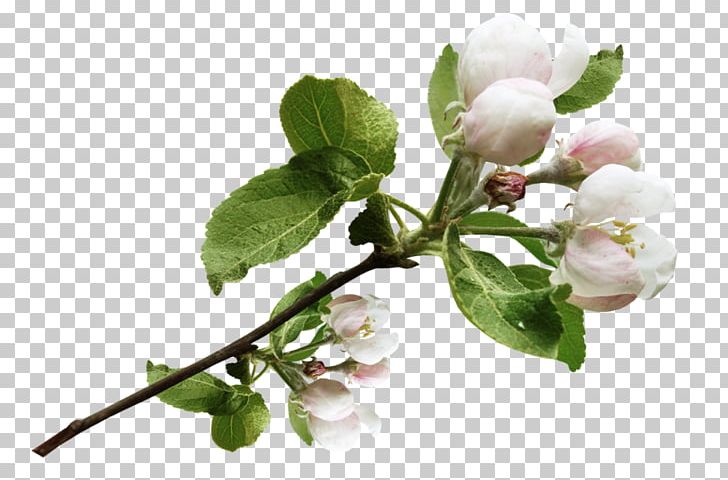 Apples Color Tree PNG, Clipart, Apples, Blossom, Branch, Bud, Cerasus Free PNG Download