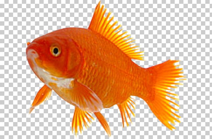Goldfish Taga Feeder Fish Marine Biology PNG, Clipart, Animal, Animals, Biology, Bony Fish, Drug Free PNG Download