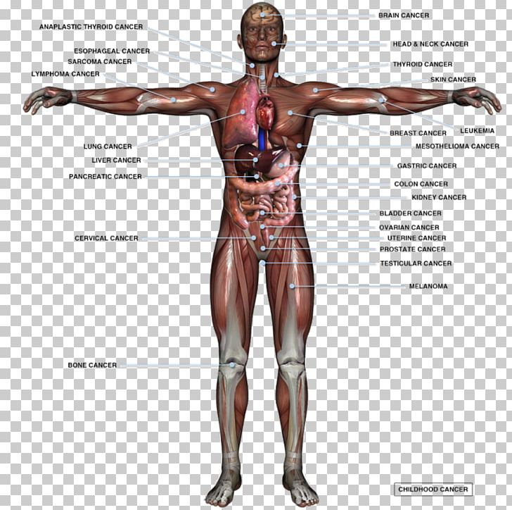 Human Body Organ Anatomy Homo Sapiens Male Reproductive System PNG, Clipart, Abdomen, Anatomy, Arm, Back, Body Free PNG Download