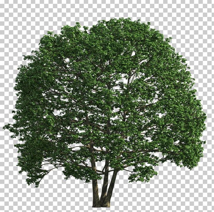 Shrub Tree English Oak PNG, Clipart, Box, Branch, Desktop Wallpaper, Download, English Oak Free PNG Download