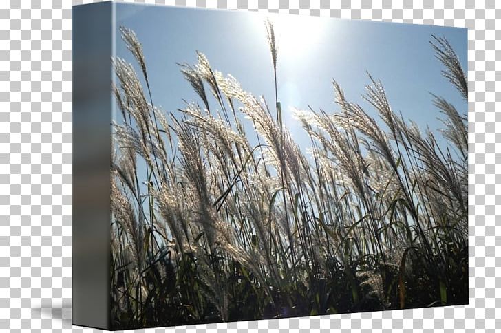 Stock Photography Commodity Phragmites Sky Plc PNG, Clipart, Commodity, Grass, Grass Family, Pampas Grass, Photography Free PNG Download