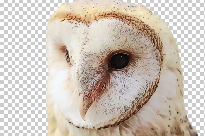 Beak Birds Snout Bird Of Prey Owl M PNG, Clipart, Beak, Biology, Bird Of Prey, Birds, Closeup Free PNG Download