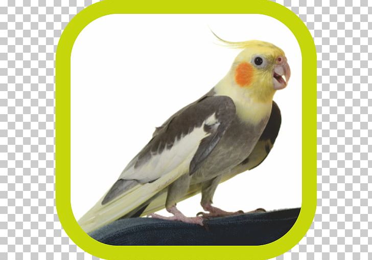 Cockatiel Lovebird Budgerigar Cockatoo PNG, Clipart, Animals, Beak, Bird, Budgerigar, Cage Free PNG Download