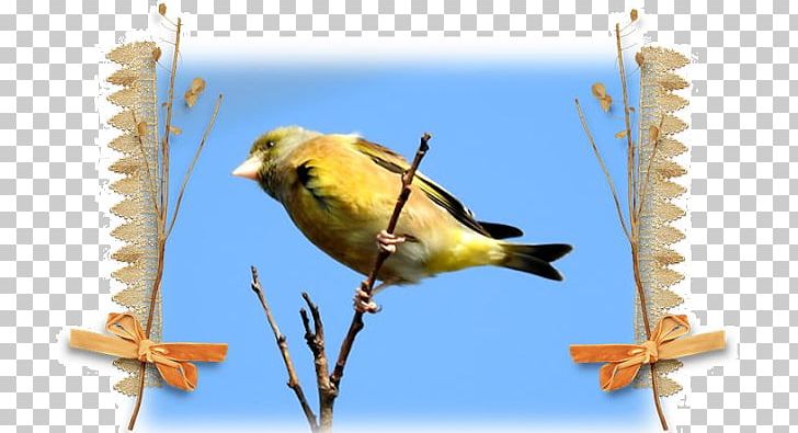 Beak Finches Fauna Feather PNG, Clipart, Amaryllis, Animals, Beak, Bird, Branch Free PNG Download
