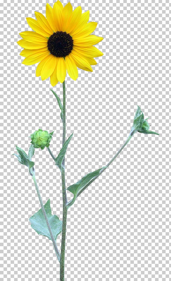 Common Sunflower Four Cut Sunflowers Two Cut Sunflowers Transparency And Translucency PNG, Clipart, Cicek Resimleri, Common Sunflower, Cut, Daisy Family, Flower Free PNG Download