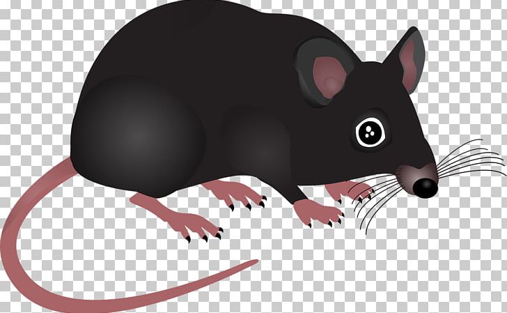 Computer Mouse Rodent PNG, Clipart, Brown Rat, Carnivoran, Computer Mouse, Fauna, Image File Formats Free PNG Download