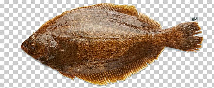 Olive Flounder Ridged-eye Flounder Sole Seafood PNG, Clipart,  Free PNG Download