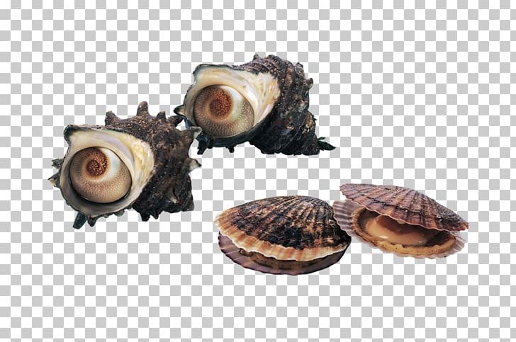 Seafood Clam Shellfish Seashell Scallop PNG, Clipart, Animal Source Foods, Bolinus Brandaris, Clams Oysters Mussels And Scallops, Cockle, Conch Free PNG Download