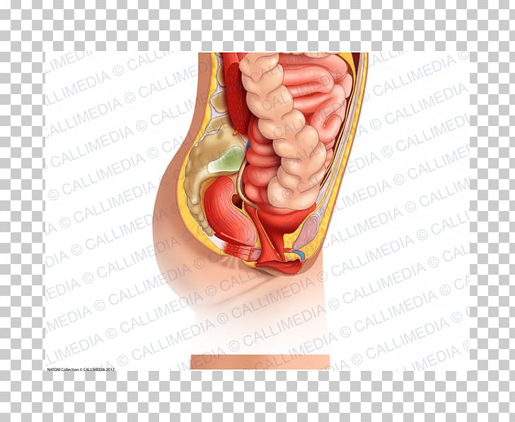 Abdomen Human Anatomy Organ Pelvis PNG, Clipart, Abdomen, Abdominal Cavity, Abdominopelvic Cavity, Anatomy, Bone Free PNG Download