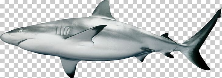 Caribbean Reef Shark Carcharhinus Amblyrhynchos PNG, Clipart, Animals, Blacktip Reef Shark, Bull Shark, Carcharhinus, Desktop Wallpaper Free PNG Download