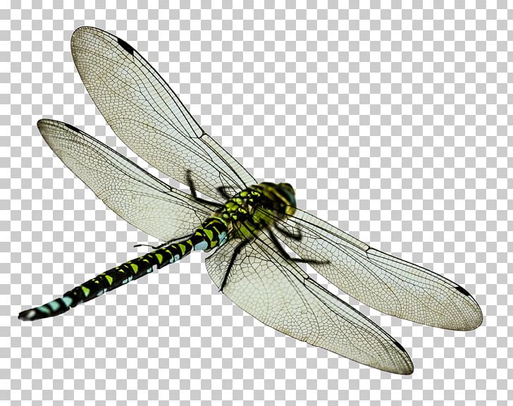 Insect Dragonfly PNG, Clipart, Animals, Arthropod, Clip Art, Computer Icons, Desktop Wallpaper Free PNG Download