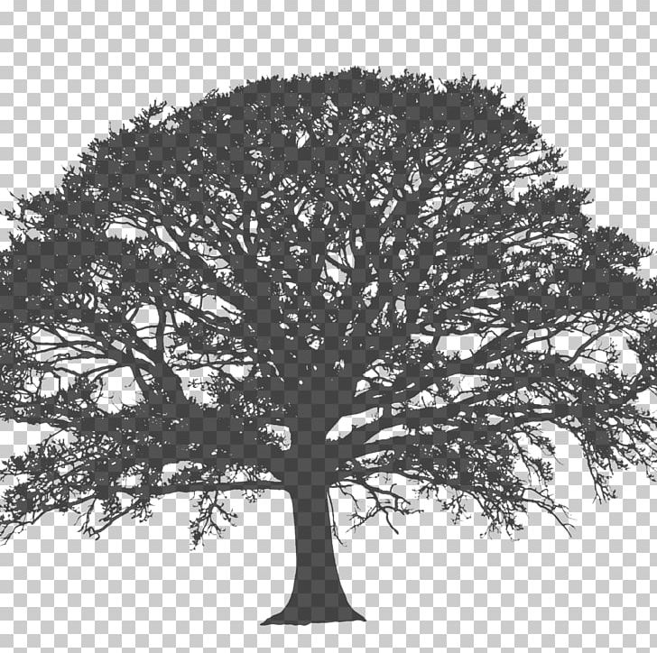 Marula The Venue At White Oak Farms TN Tree Heritage Country Motel Sun Hing PNG, Clipart, Arborist, Armadale, Black And White, Branch, Budine Tree Service Free PNG Download