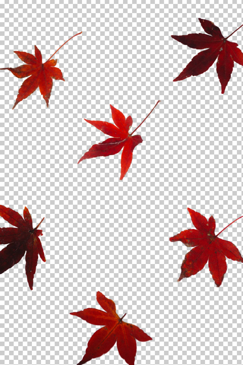 Leaf Flower Petal Maple Leaf / M Maple PNG, Clipart, Biology, Flower, Leaf, Maple, Maple Leaf M Free PNG Download