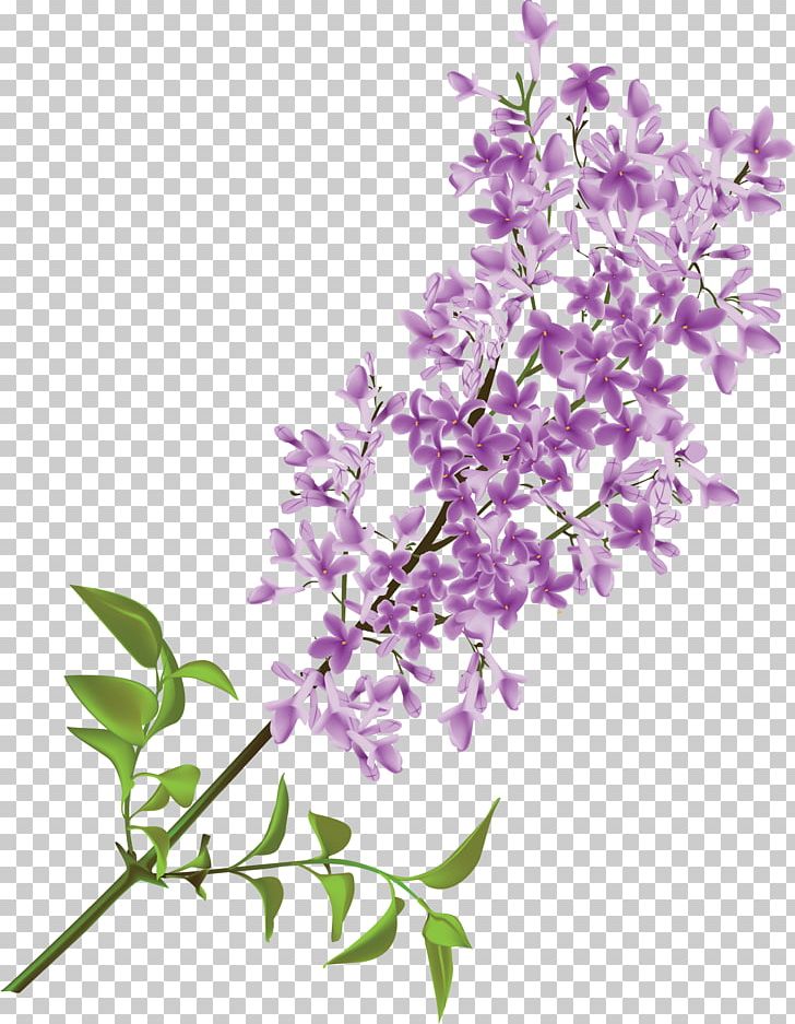 Common Lilac Flower PNG, Clipart, Branch, Clip Art, Common Lilac, Cut Flowers, Decorative Arts Free PNG Download