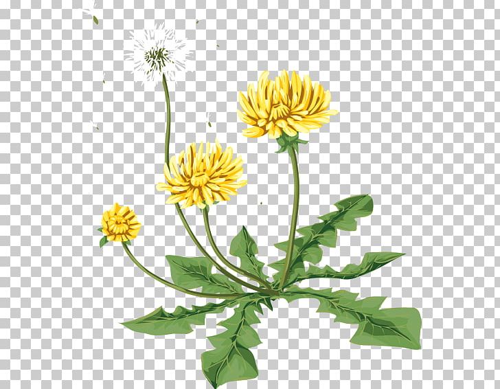 Dandelion Digital PNG, Clipart, Annual Plant, Archive File, Chrysanths, Computer Icons, Cut Flowers Free PNG Download