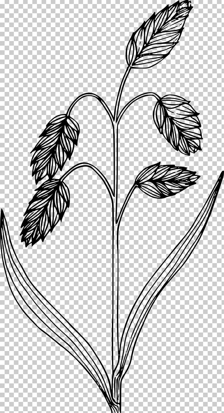 Drawing PNG, Clipart, Branch, Bromus Briziformis, Commodity, Digital Image, Drawing Free PNG Download