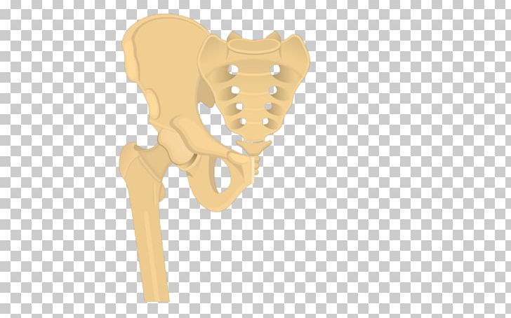 Hip Bone Anatomy Shoulder PNG, Clipart, Anatomy, Animal, Bone, Ear, Encyclopedia Free PNG Download