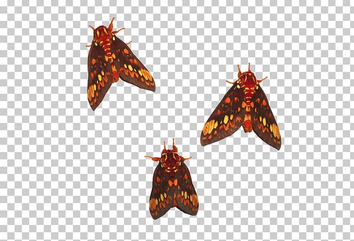 Monarch Butterfly Moth Brush-footed Butterflies Christmas Ornament PNG, Clipart, Arthropod, Brush Footed Butterfly, Butterflies And Moths, Butterfly, Christmas Day Free PNG Download