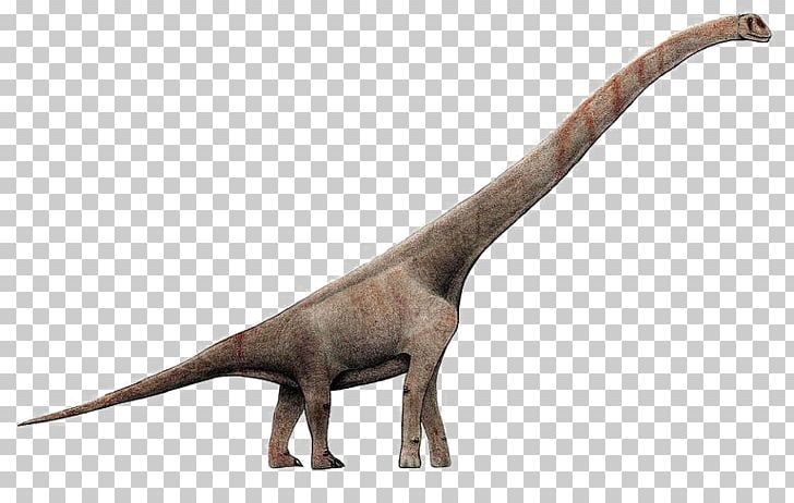 Sauroposeidon Brachiosaurus Giraffatitan Europasaurus Abrosaurus PNG, Clipart, Brachiosaurus, Clash Of The Dinosaurs, Dimension, Dinosaur, Europasaurus Free PNG Download