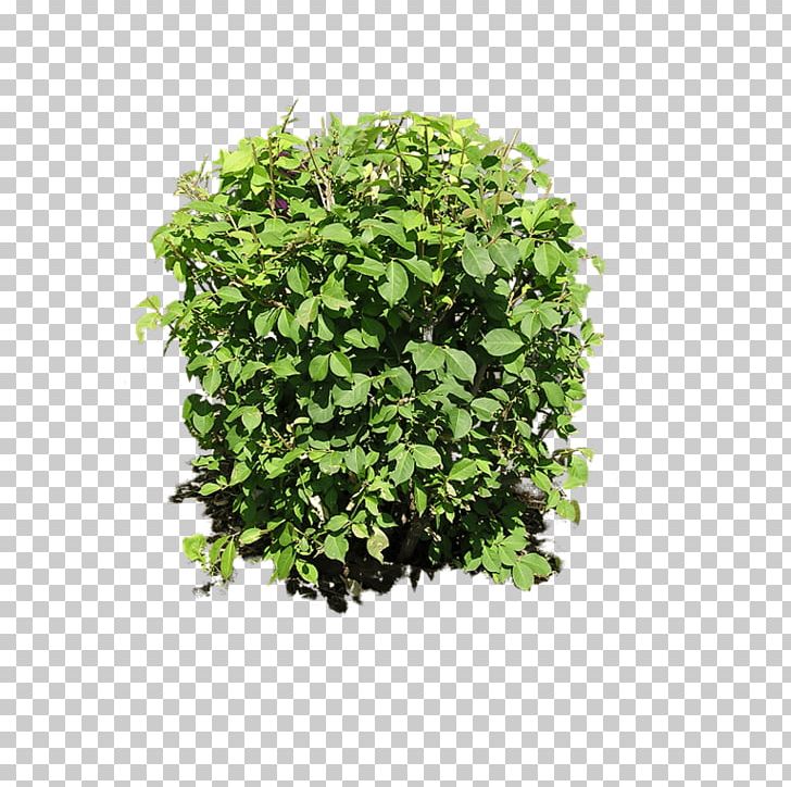 Shrub Vascular Plant PNG, Clipart, Autocad Dxf, Bush, Computer Icons, Fern, Food Drinks Free PNG Download