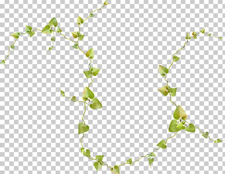 Vine Honeysuckle Drawing Plants Leaf PNG, Clipart, Blossom, Botanical Illustration, Botany, Branch, Drawing Free PNG Download